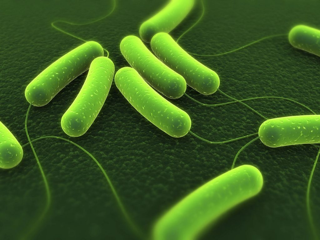 Sản xuất phân bón hữu cơ vi sinh – Chất tăng tốc phân trộn, làm phân compos -BioBug CM