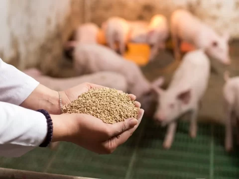 Thức ăn chăn nuôi cho heo