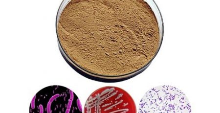 Probiotics trong chăn nuôi: Giải pháp xanh thay thế kháng sinh hiệu quả