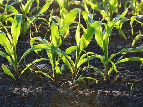 Lợi ích của chế phẩm vi sinh trong canh tác hữu cơ