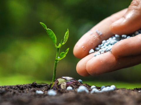 So sánh phân bón hóa học và chế phẩm vi sinh – Nên chọn loại nào?