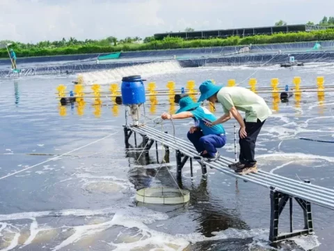 Tại sao nên dùng chế phẩm vi sinh thay vì hóa chất trong nuôi tôm, cá?