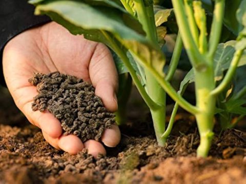 Phân bón hữu cơ vi sinh: Giải pháp canh tác bền vững cho nhà nông