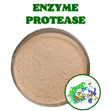 Alcalase (Men Enzyme Alcalase)