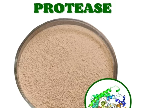 Alcalase (Men Enzyme Alcalase)