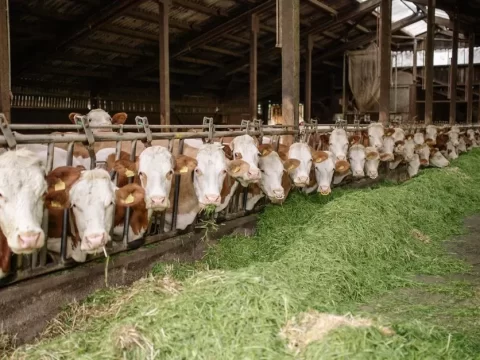 Bacillus subtilis Thức Ăn Chăn Nuôi: Lợi Ích & Ứng Dụng