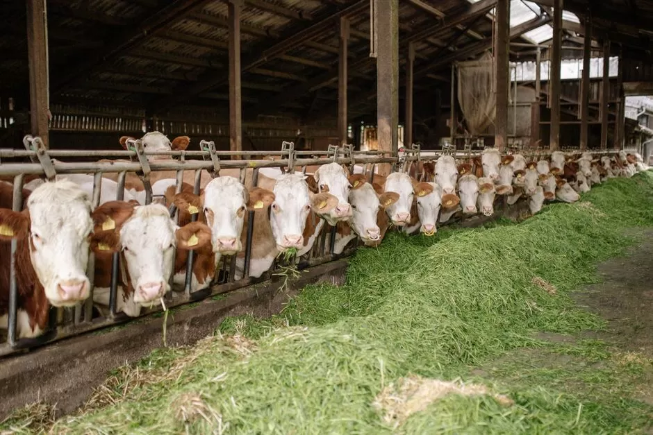 Bacillus subtilis Thức Ăn Chăn Nuôi: Lợi Ích & Ứng Dụng